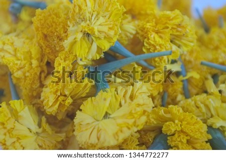 Close up of yellow marigolds , raw material for yewllow color natural dye