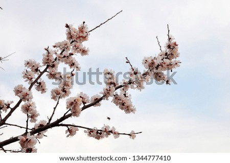 First apricot flowers. Flowering apricot on a clear spring day