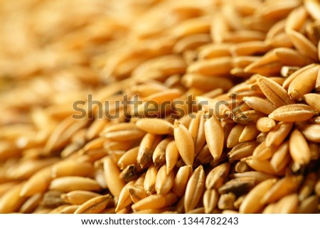 Closeup image of wild bamboo rice grains