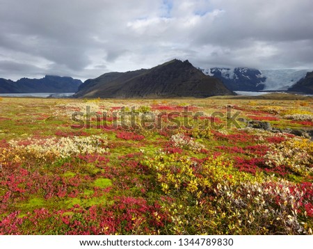                    Colorful Icelandic flowers against Vatnajokull glacier in Southern Iceland; Skaftafell National Park            