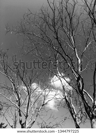 A black and White image of a Black Tree.