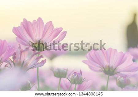 Pink cosmos flowers blurred with blurred pattern background.