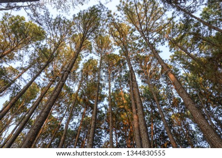 Low angle view in a pine forest