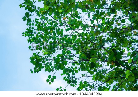 Green leaves of trees and sunset sky background