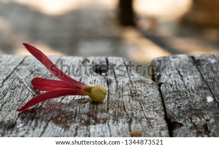 Lovely red-yellow flower, was placed on an old wooden table on a blurred background in the garden
