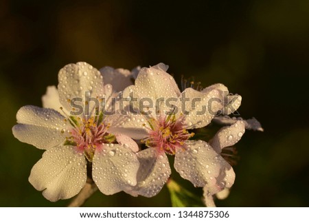 Closeup of an almond blossom branch with flowers in the evening sun with drops of water