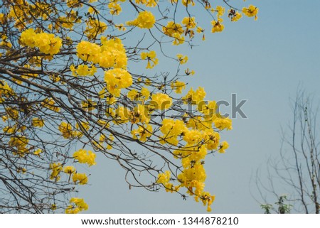 Yellow tabebuia flower blossom.