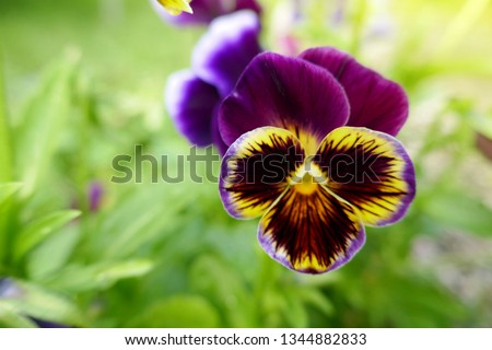 Pansies flower.Violet Pansies flower in green grass on a blurred green background in the bright rays of the sun. Nature floral background. spring flowers