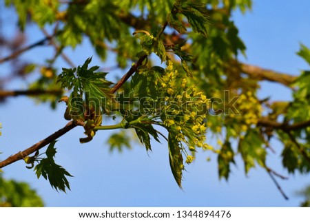 Spring yellow flowers of Acer platanoides maple with green leaves on a tree branch against a blue sky in the foothill park of the North Caucasus                               