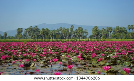 Beautiful red lotus field