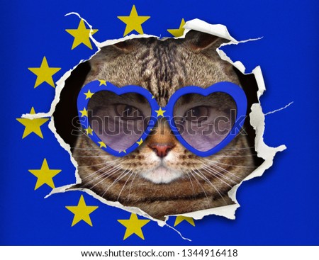 The funny cat in heart shaped sunglasses is looking up through hole in the paper flag of Europe.