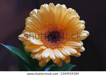 Beautiful gerbera flower in a closeup. Looks a bit like daisy flower. In this photo you can see the blooming orange flower which has an amazing bright color. Photographed from above. Color image.