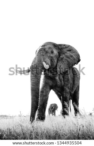 Low angle view of elephant