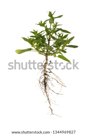 Green plant sprout , isolated on white 