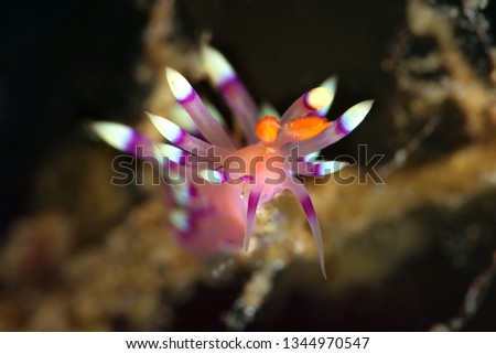 Nudibranch Flabellina exoptata. Picture was teken in Ambon, Indonesia