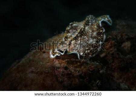 Spangled flatworm (Acanthozoon sp. )  Picture was teken in Ambon, Indonesia