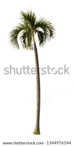 Isolate pictures of Palm trees on a white background.