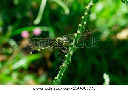 green dragonfly perched on the grass