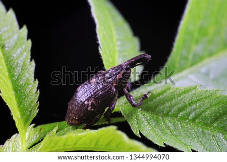 weevils inhabit nature