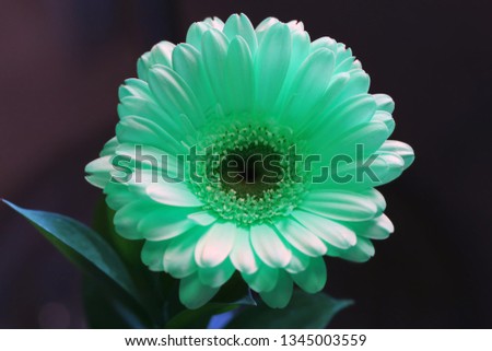 Beautiful gerbera flower in a closeup. Looks a bit like daisy flower. In this photo you can see the blooming green flower which has an amazing unrealistic color. Photographed from above. Color image.