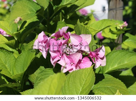 Beautiful bright and vibrant pink flowers blooming. In the photo you see plenty of  flowers and some green leafs of the bush. Lovely, colorful closeup image.