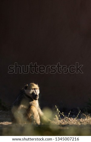 A young baboon enjoying the sunshine