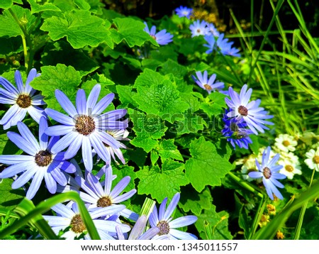 Close up image of Blue flower Primula. Selective focus, Shallow DOF