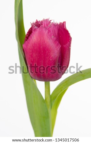 Tulipa Fringed Grp Magento