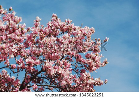 Magnolia flowers - Spring time