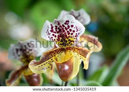 Paphiopedilum delenatii, Vietnam wild orchid, white and pink flower. Beautiful orchid bloom, close-up detail.