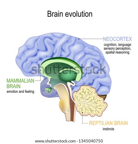 Brain evolution. Triune brain: Reptilian complex (basal ganglia for instinctual behaviours), mammalian brain (septum, amygdalae, hypothalamus, for feeling) and Neocortex (cognition, language)