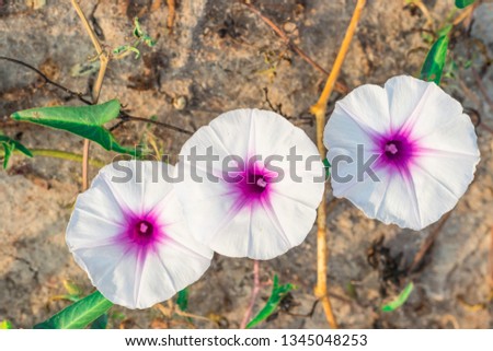 Closeup beautiful flowers of Morning glory are blooming with the branches on the ground in the nature