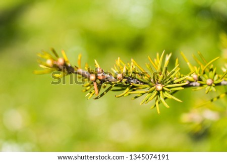 This is a macro capture of a tree branch needles and you can see the lovely contrast between the green white and brown color that make the picture to popup 