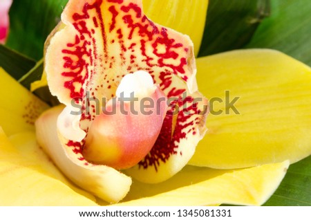 Abstract Macro image of a Orchid Flower