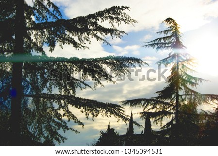 Beautiful view of the park on coniferous trees. Morning. Sunlight penetrates the branches. Tree silhouettes.