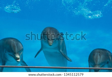 Dolphin, Zoomania - Portugal