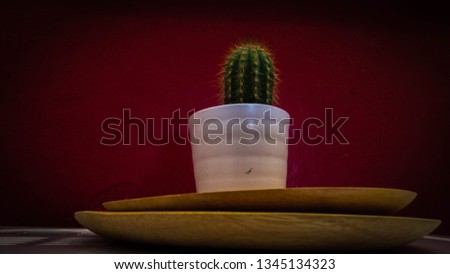cactus in a white pot on a red background of the wall