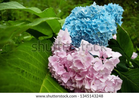 macro shot of hydrangea flowers in pink, blue shades