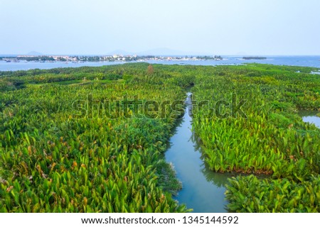 Aerial view of green leaves of coconut water forest or nipa palm or mangrove palm (Nypa fruticans), tropical evergreen plant in Cam Thanh village, Hoi An, Quang Nam, Vietnam