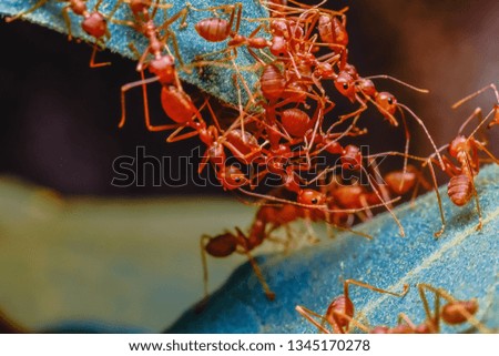 Red ant group in the garden during the daytime. Ants are gathering power to climb over leaves. They are walking patrols to find food and protect their nest.