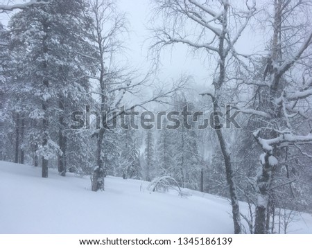 snowy trees on the mountain