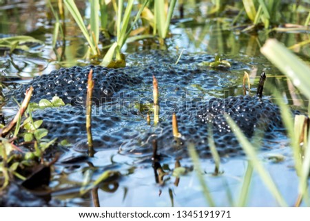 Frogspawn in a pond above water  Royalty-Free Stock Photo #1345191971