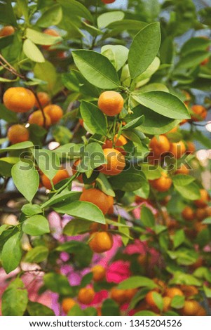 Juicy citrus fruits on a bush in the garden