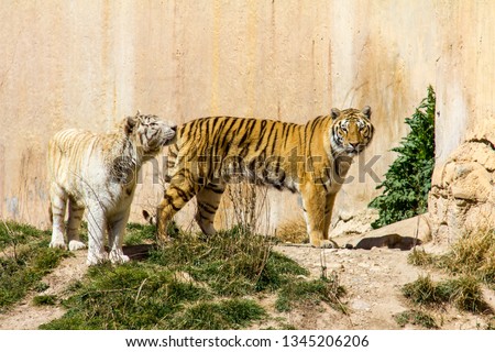 A couple of tigers standing on the grass. A wall on the background