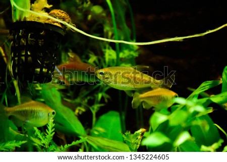 Freshwater aquarium fish, Phenacogrammus interruptus or Congo tetra in planten aquarium
