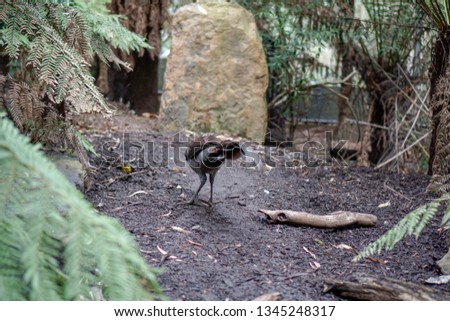 Lyrebird eating in the sherbrook forest located the dandenongs near Melbourne. The bird is walking on the ground searching for food. Selected Focus.