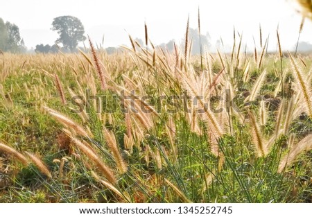   Fields with beautiful grass flowers, Grass flowers and sunlight on a wide field
