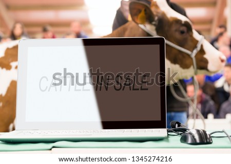 cattle in sale with cows and calves in auction , mallet gavel