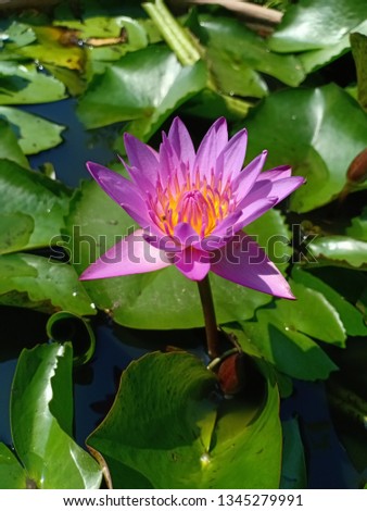 Purple lotus, colorful, beautiful, clean, full bloom in the small pool of Thailand on wednesday afternoon after lunch