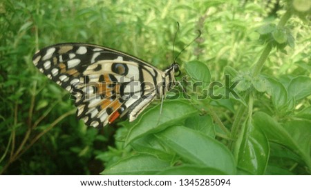 beautiful butterflies in the wild